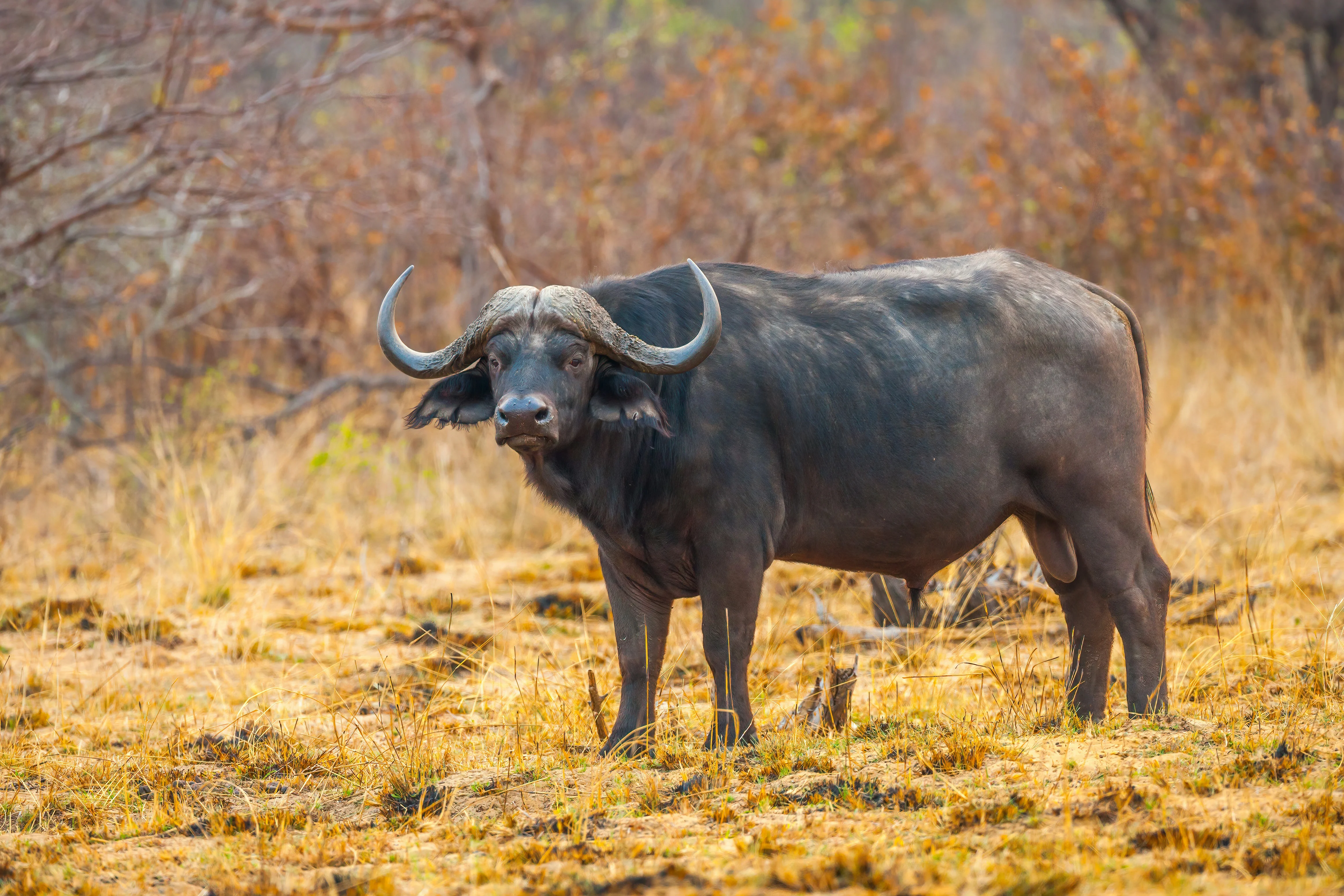 Buffalo on the reserve
