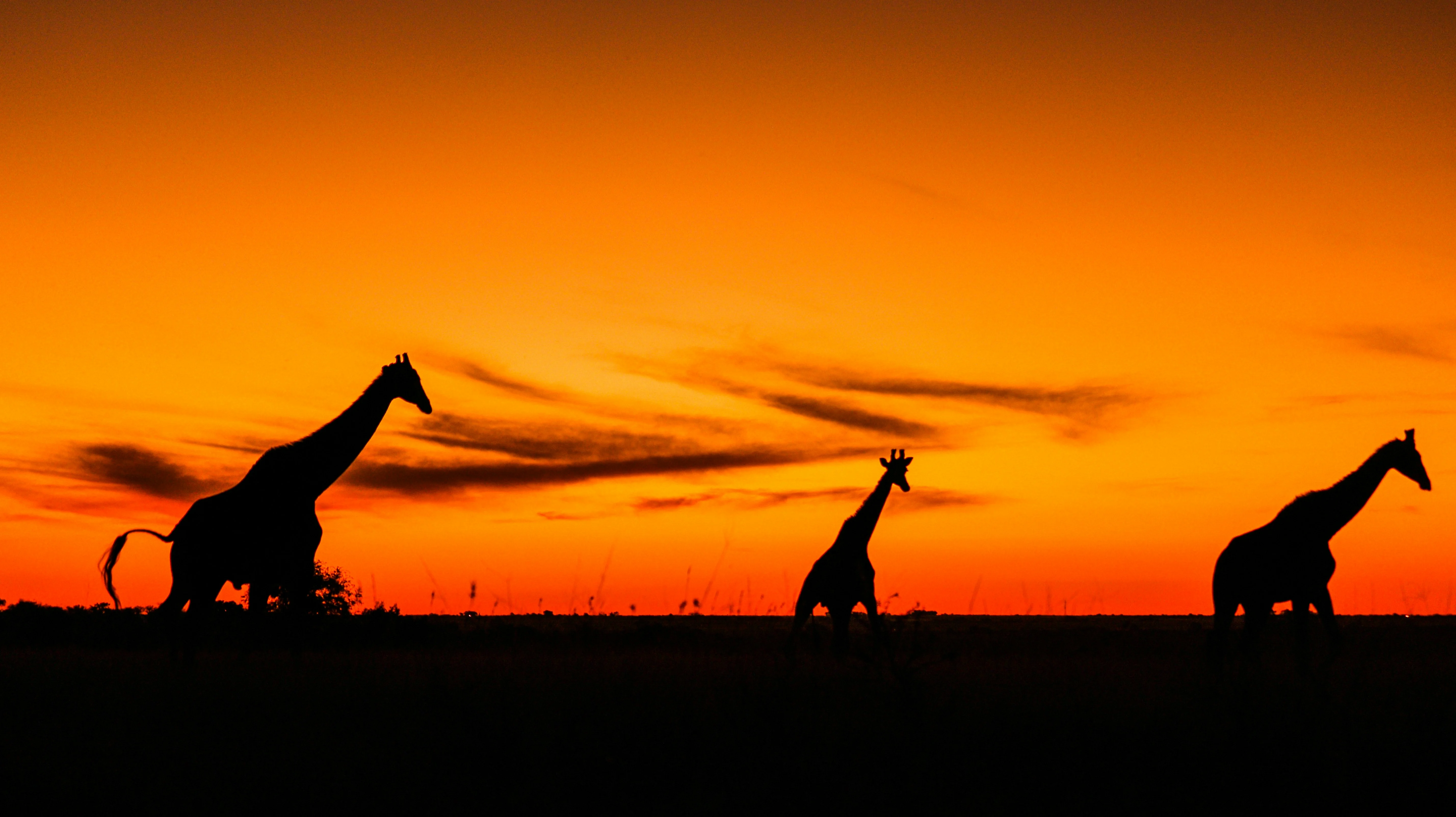Giraffe silhouetted against a burning orange sunset