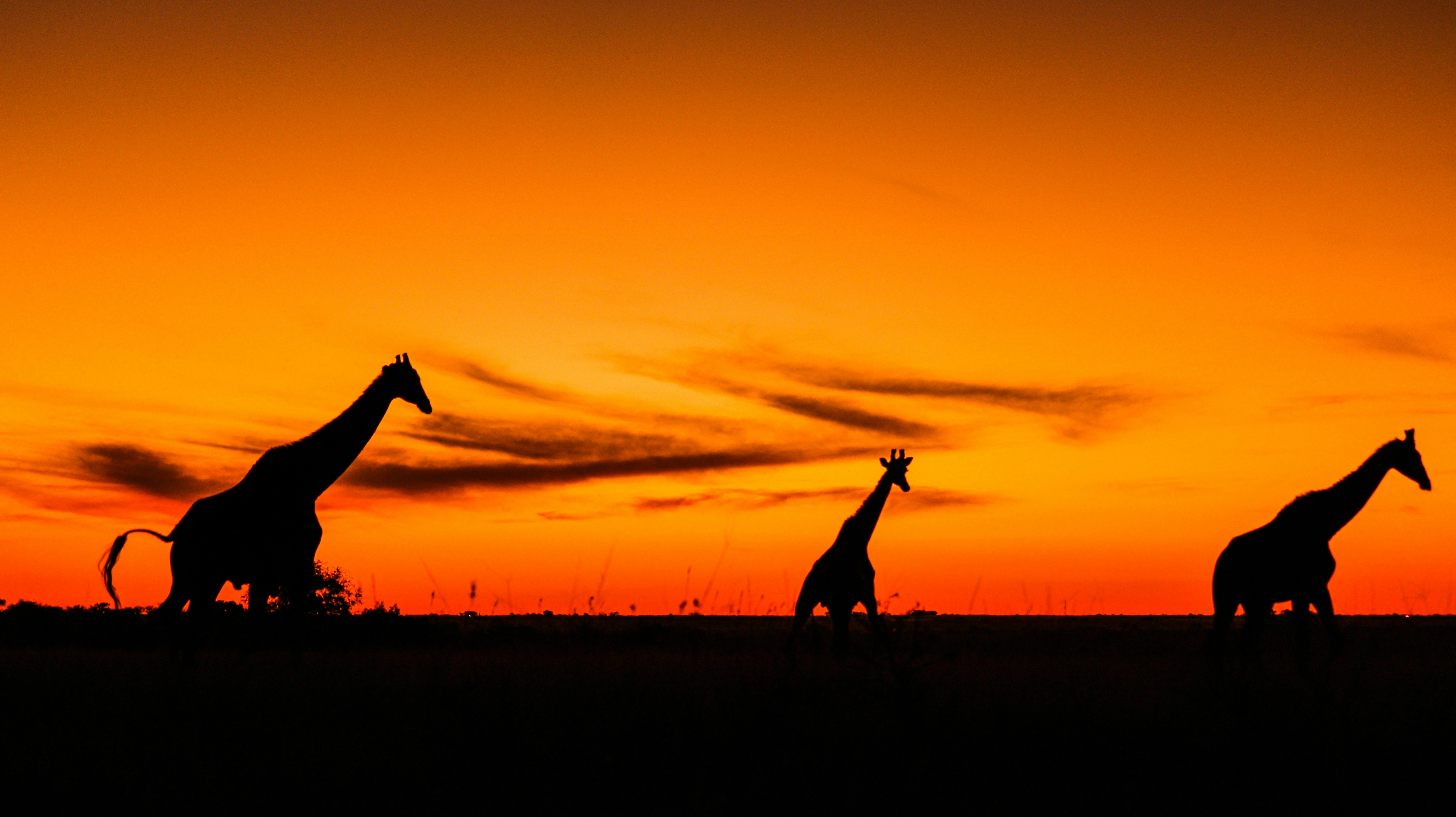 Giraffe silhouetted against a burning orange sunset