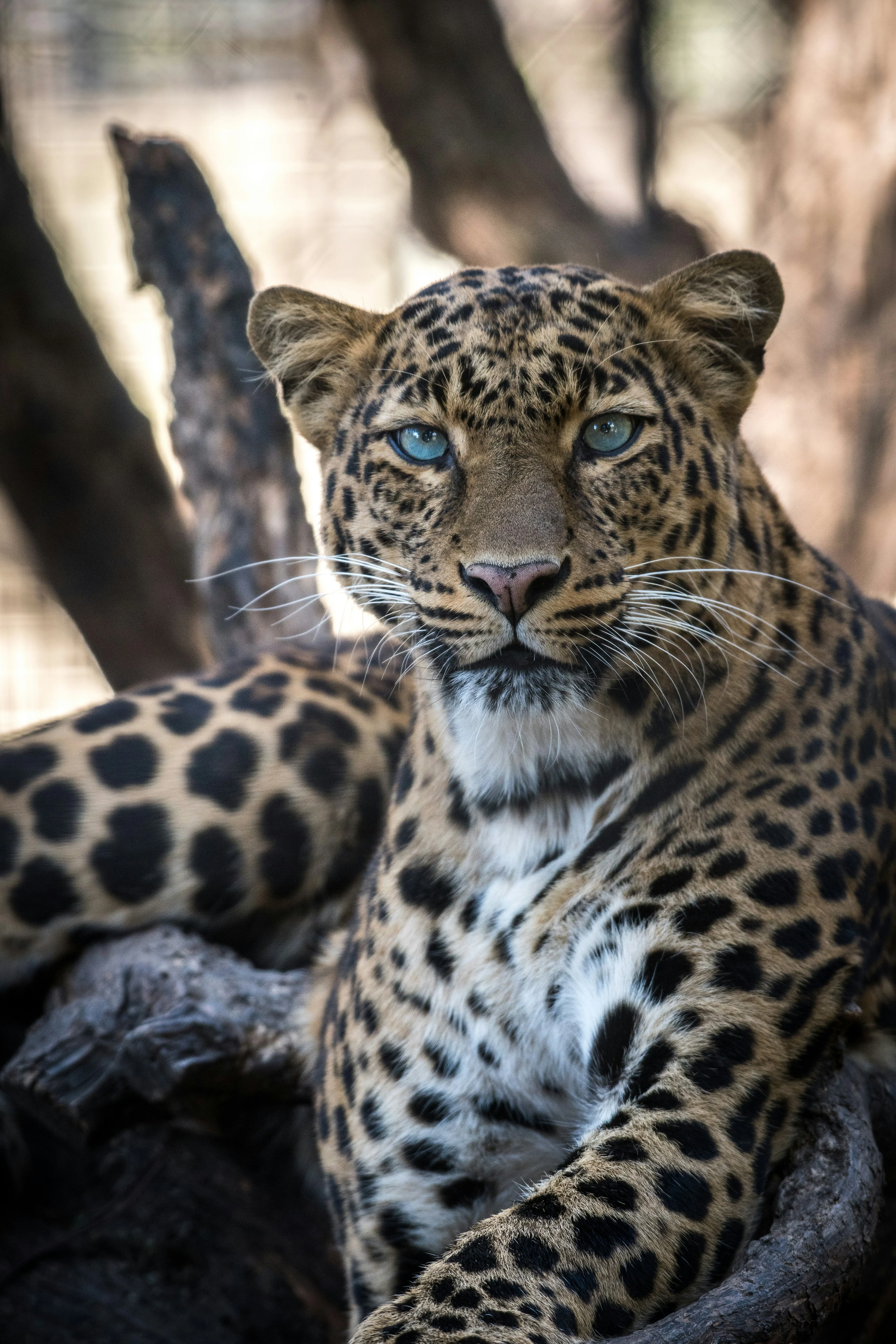 Leopard on the reserve