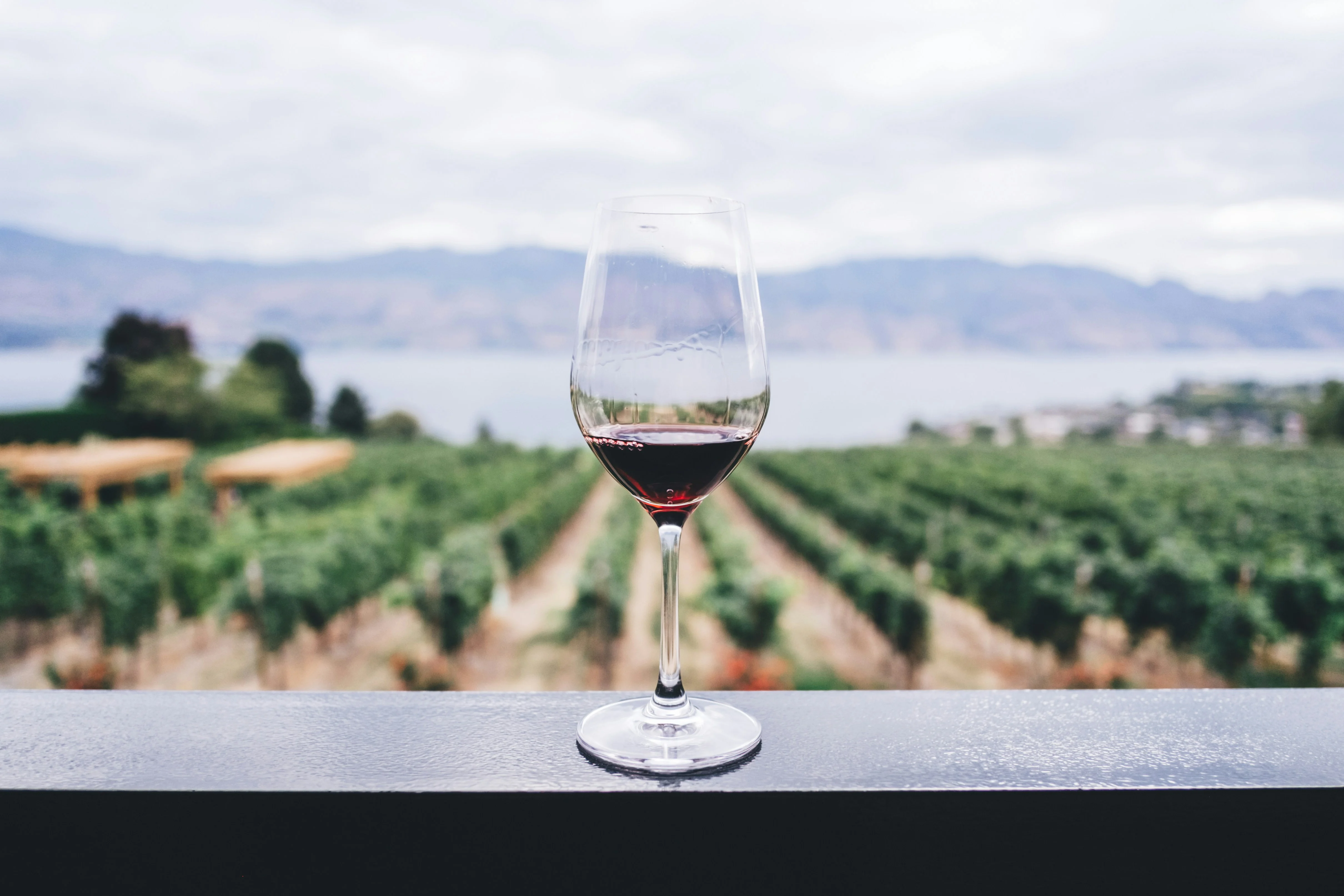A glass of Pinotage in the vineyard