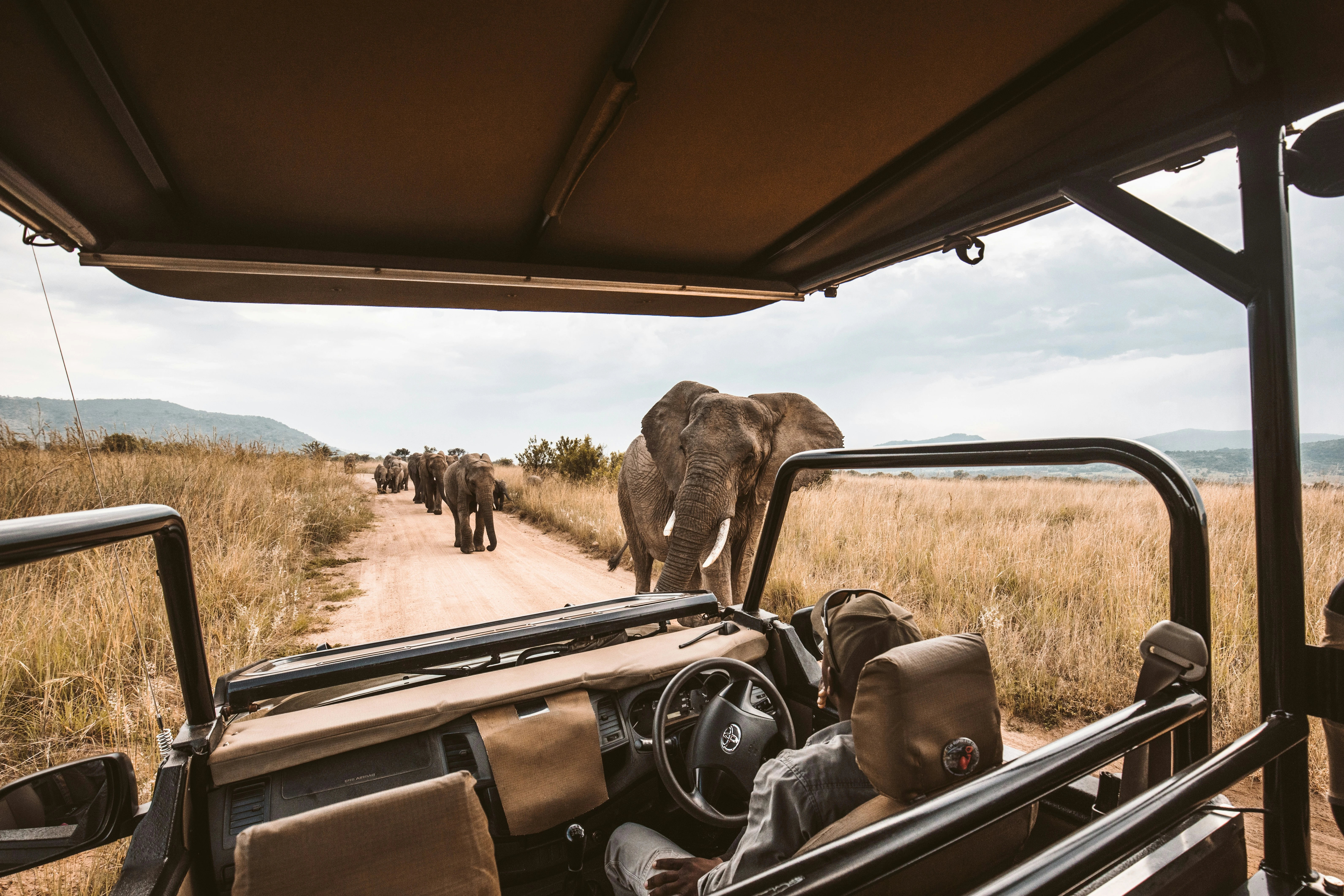 A game vehicle pauses as an elephant crosses the track