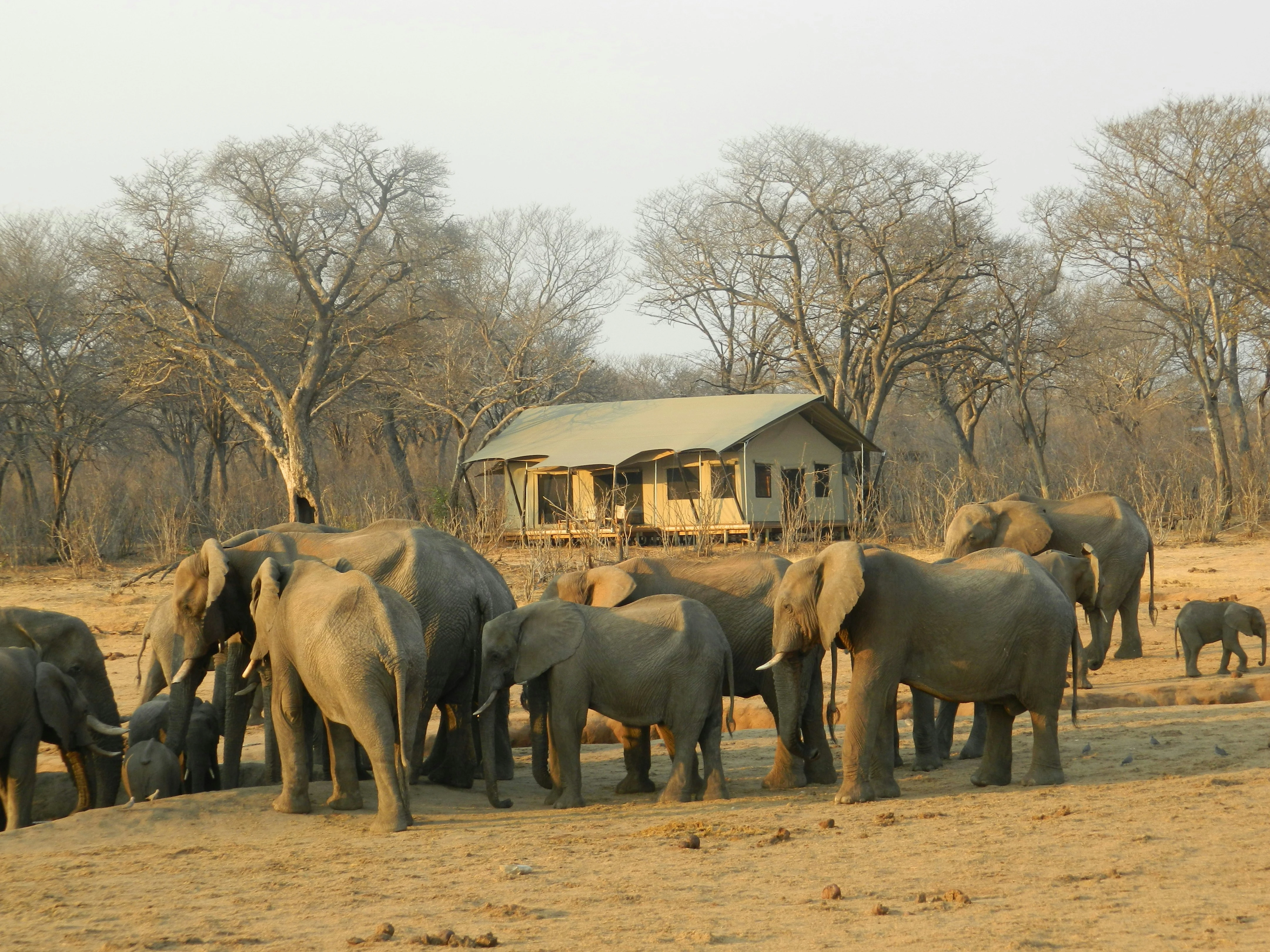 A herd of elephant moving through the reserve at dusk