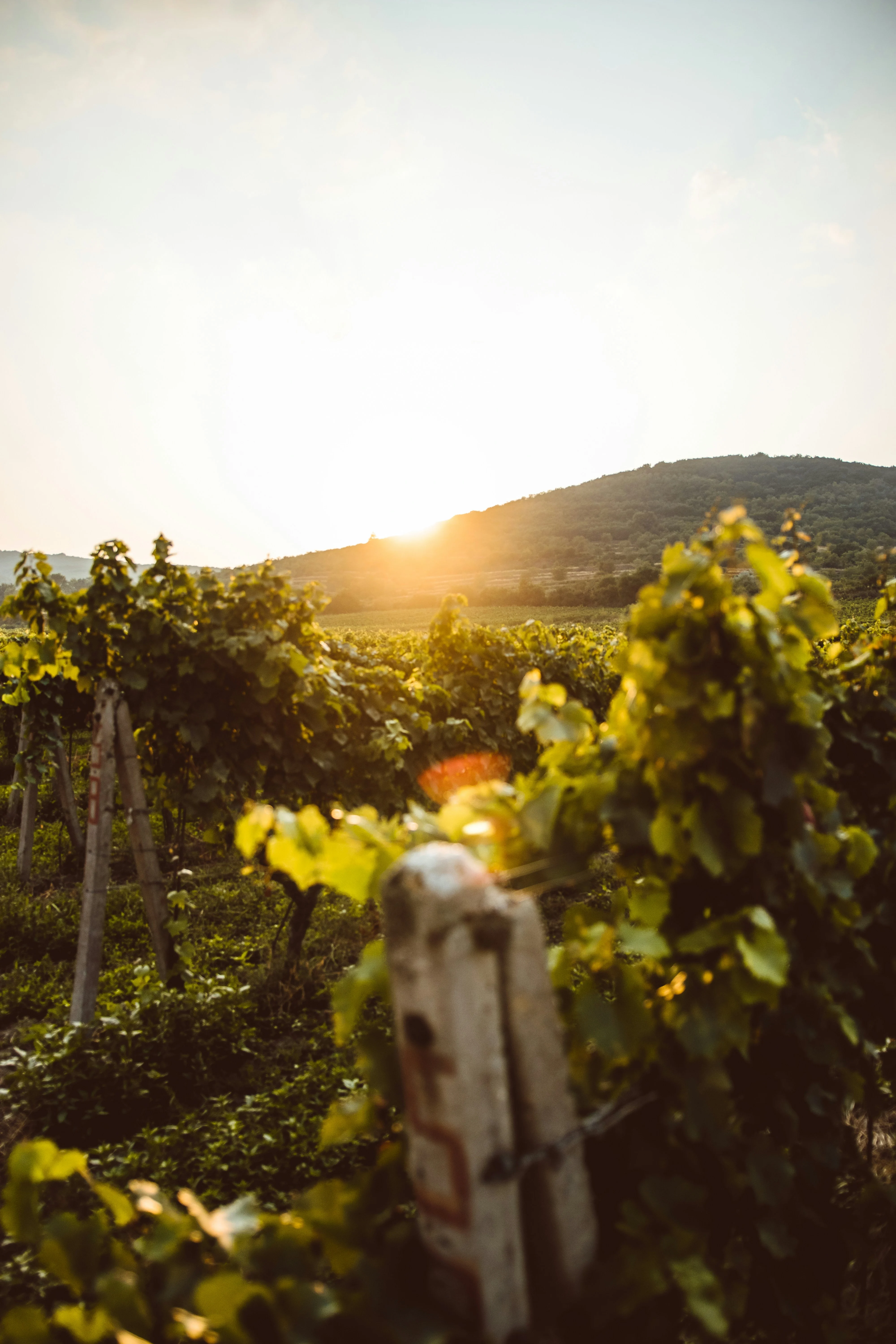Oupa Block Chenin Blanc 2022
